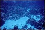 JacksonReef_009.JPG
