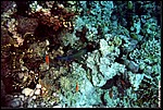 JacksonReef_019.JPG