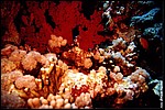 JacksonReef_028.JPG