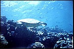 JacksonReef_032.JPG